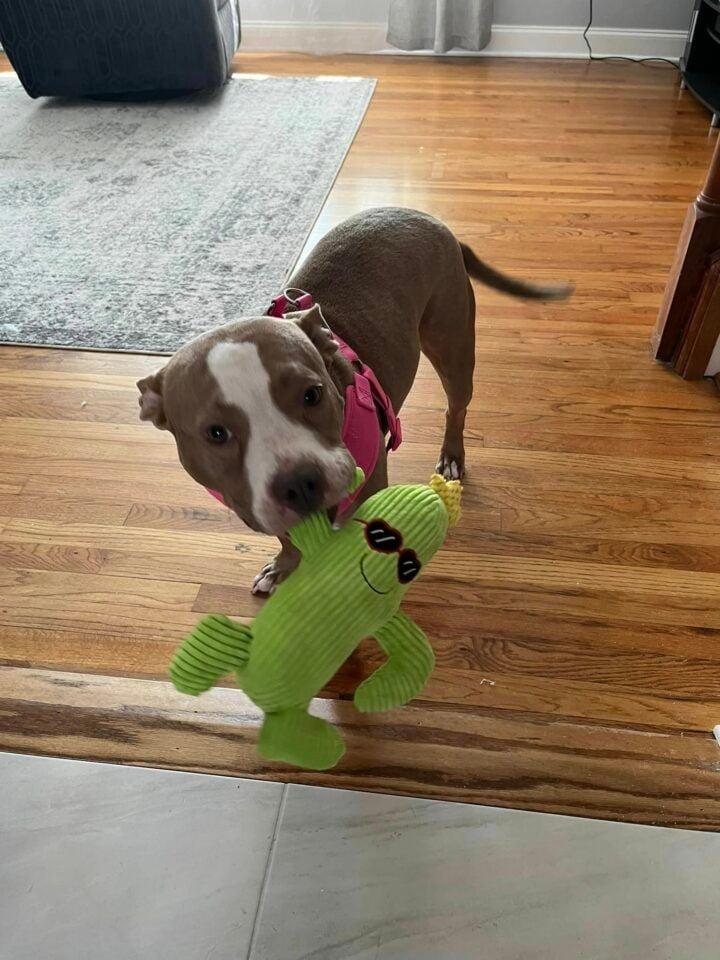 dog holding toy