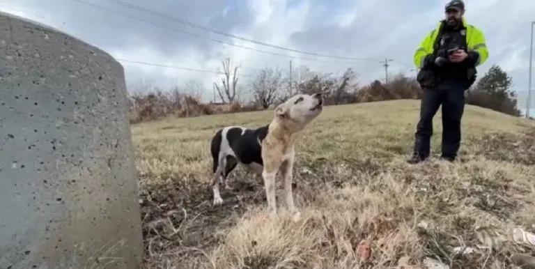 dog howling