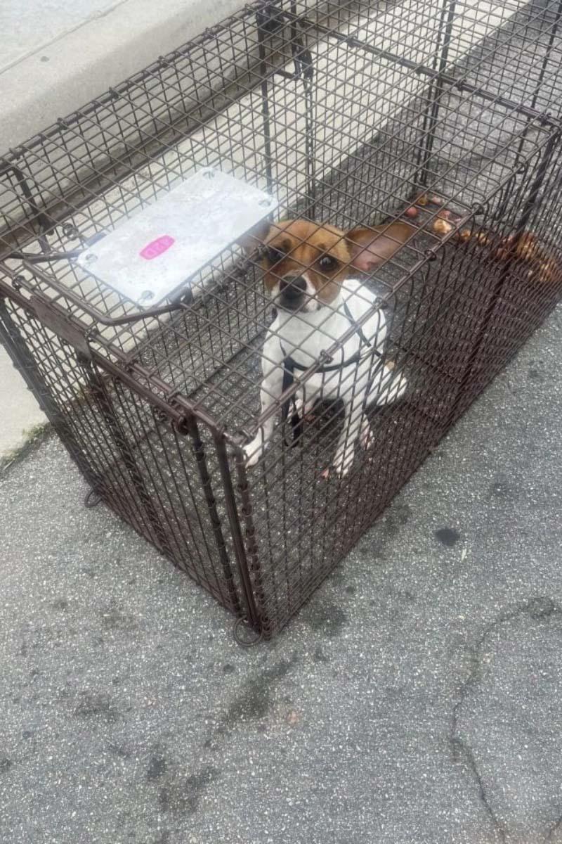 dog in cage