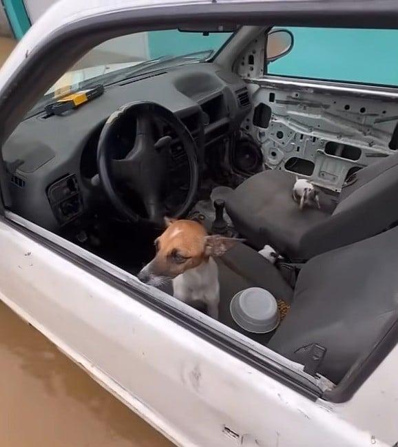 dog in car