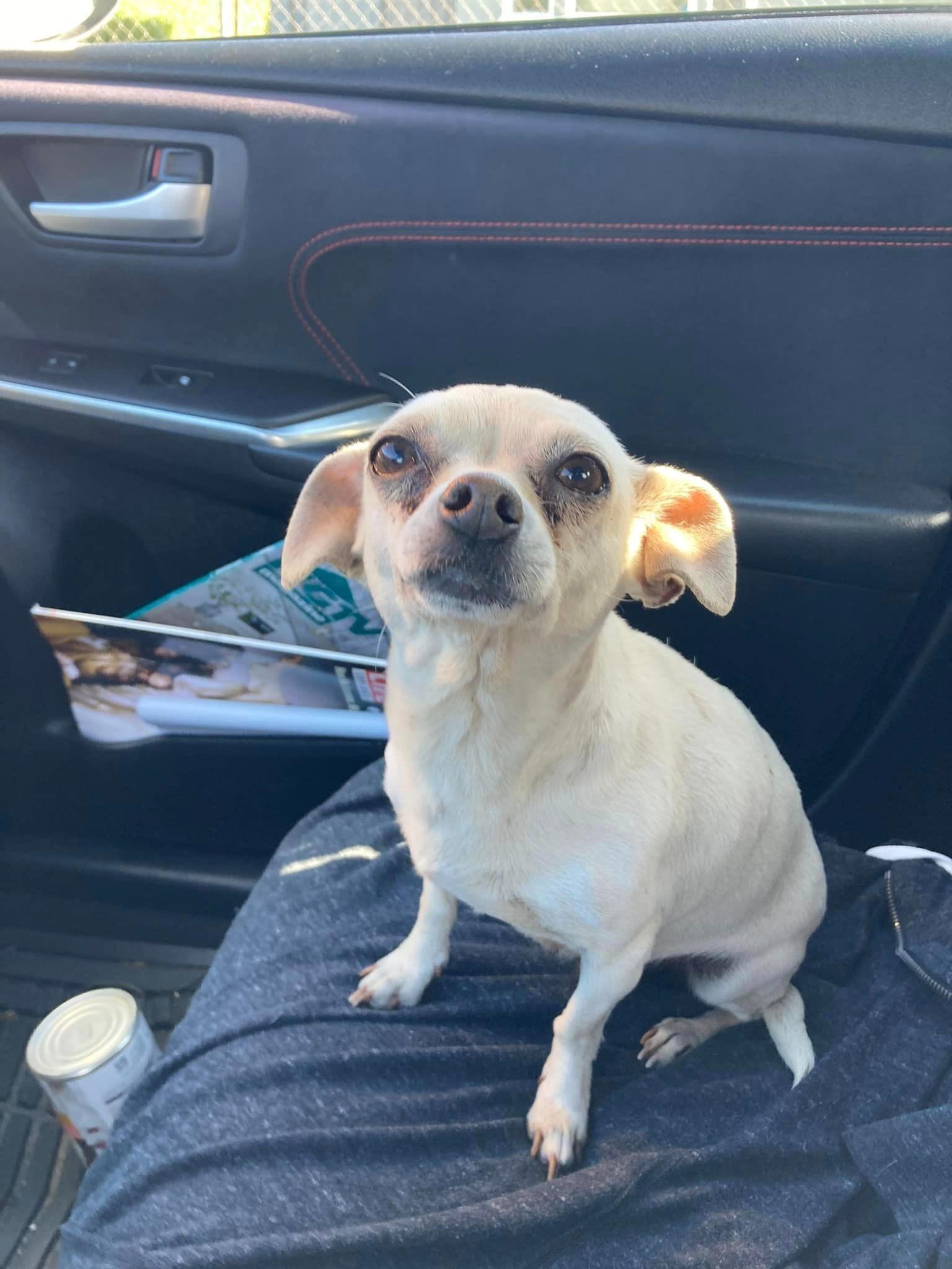 dog in car