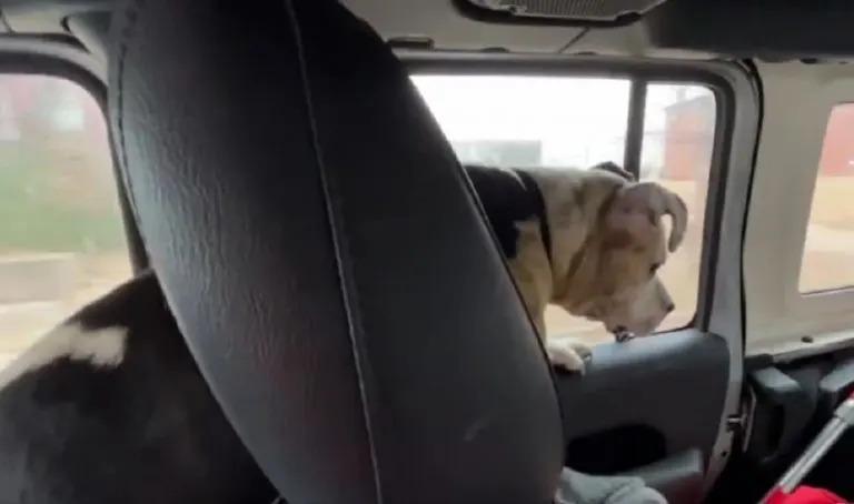 dog in car