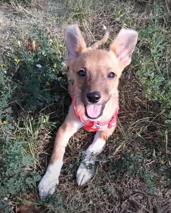 dog in grass