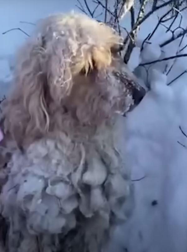 dog in snow