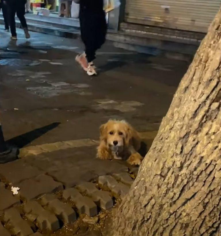 dog laying by the tree waiting for food