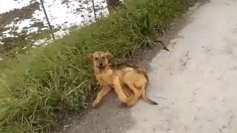 dog laying on the side of road