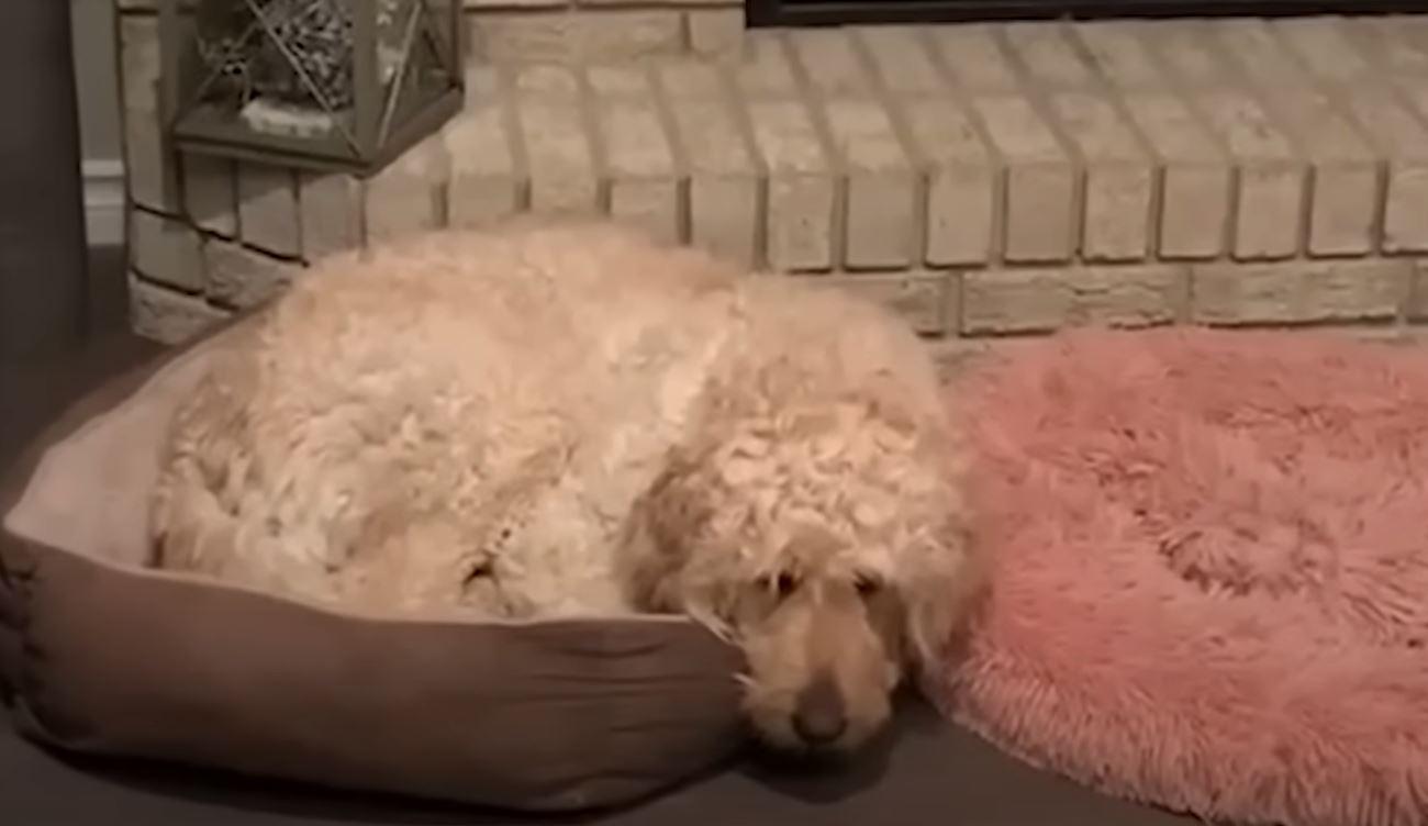 dog laying