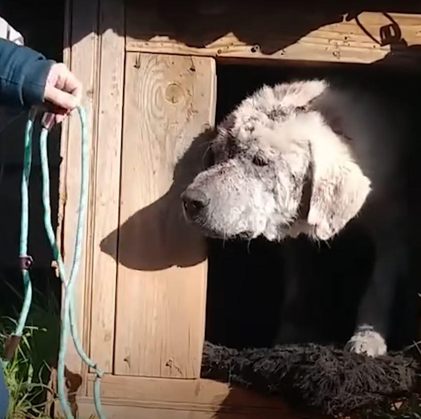 dog looking at rope