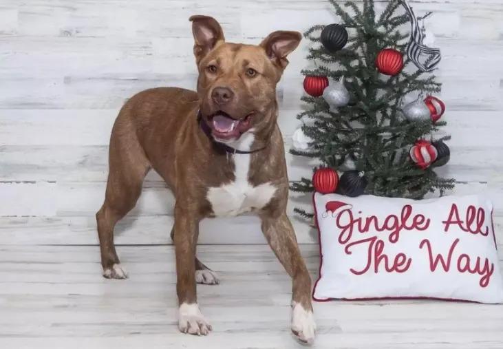 dog near christmas tree