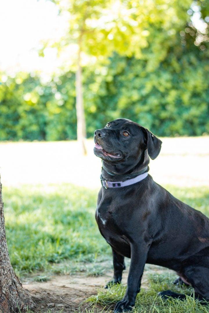 dog next to tree