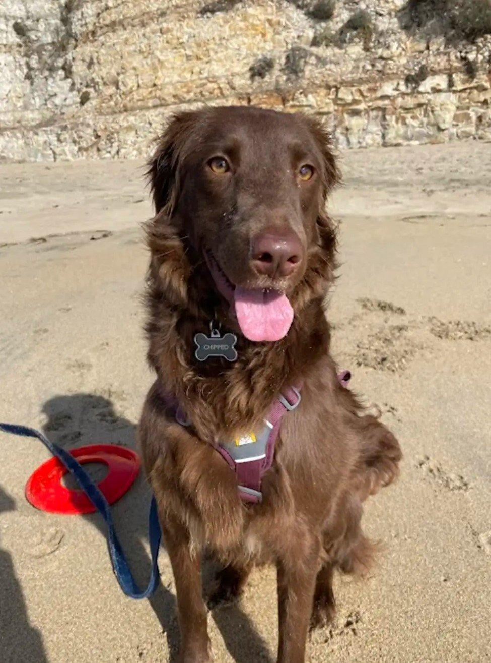 dog on beach