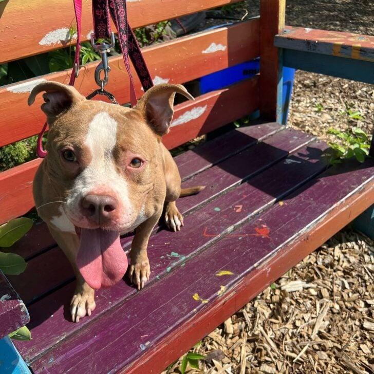 dog on bench