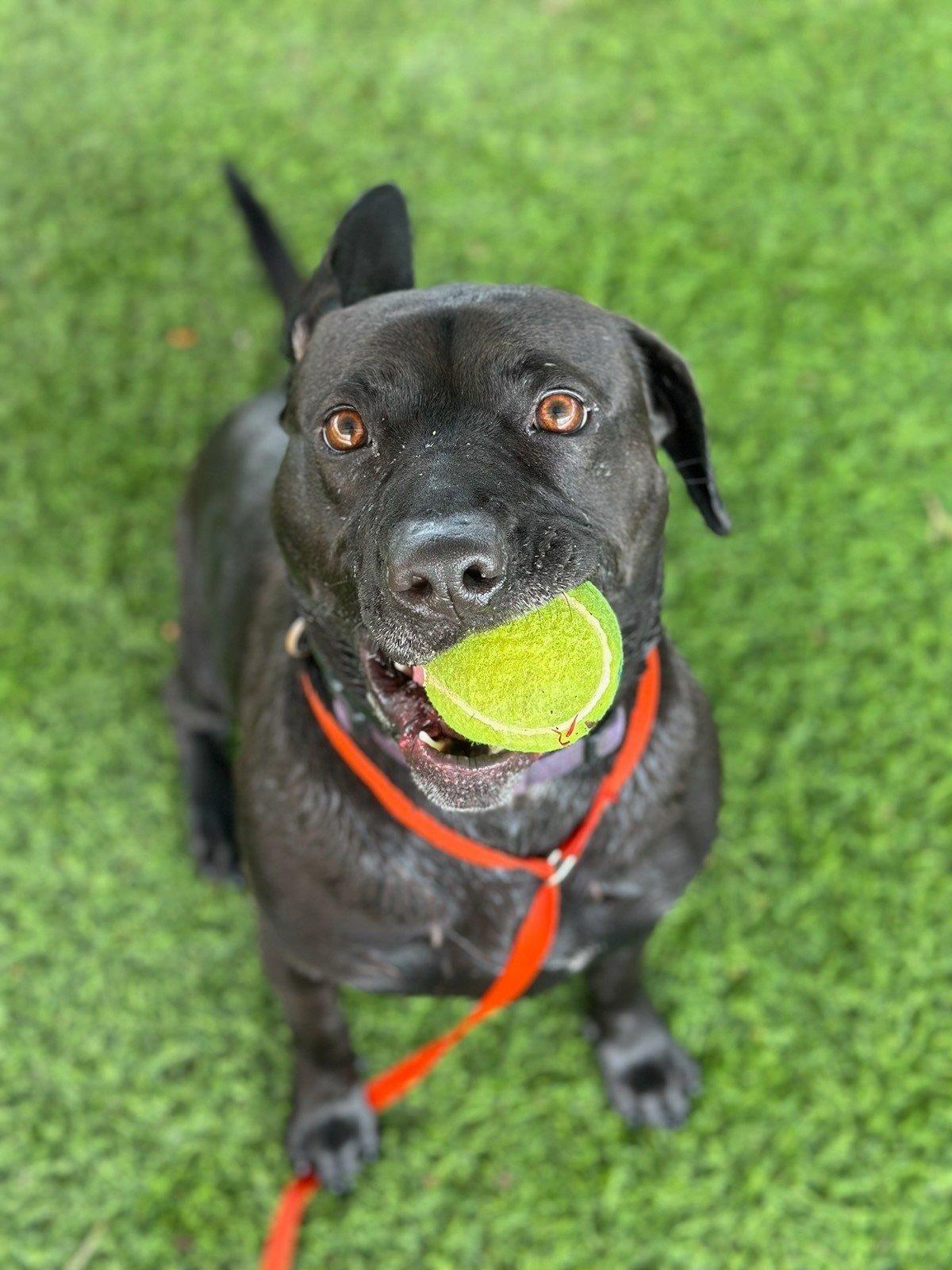 dog playing with ball