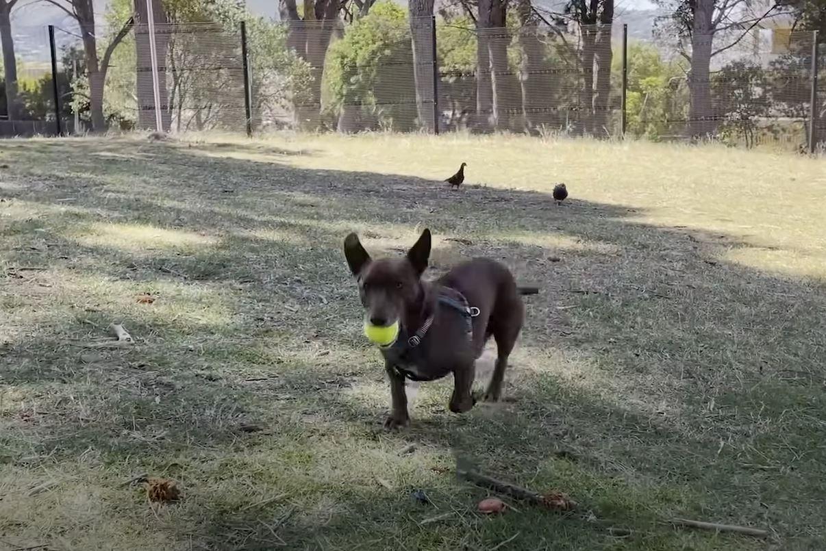 dog playing with toy