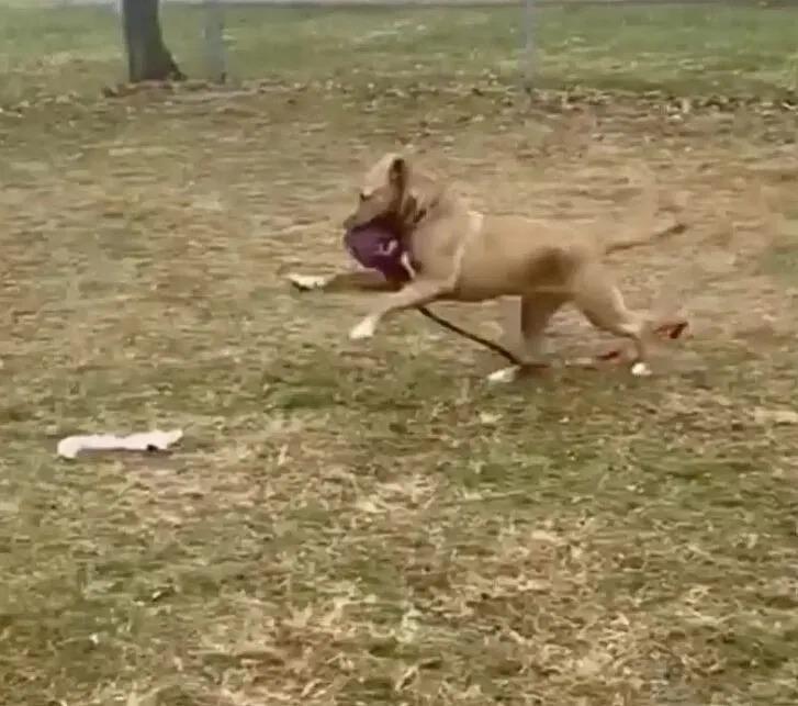 dog running outside