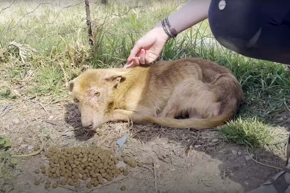 dog scared of humans