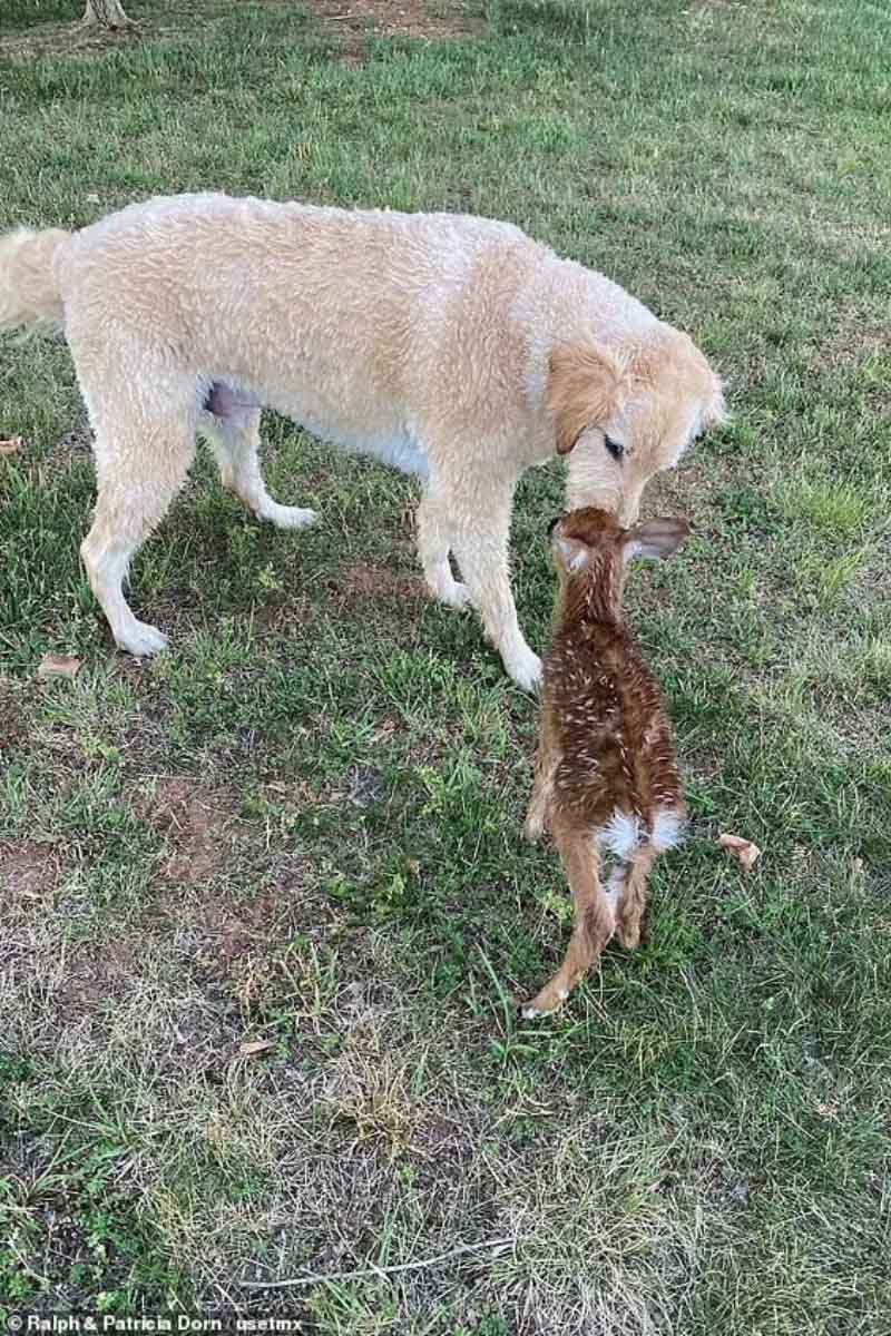 dog sniffing fawn