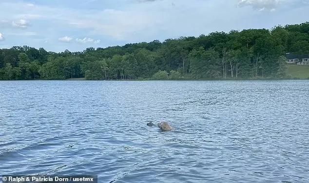 dog swimming to save fawn