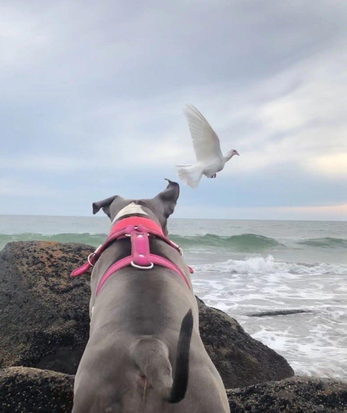 dog watching bird