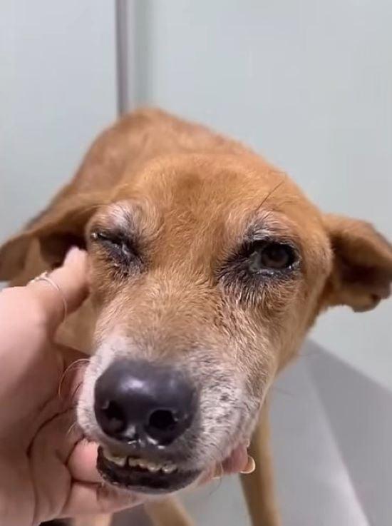 dog with blind eye