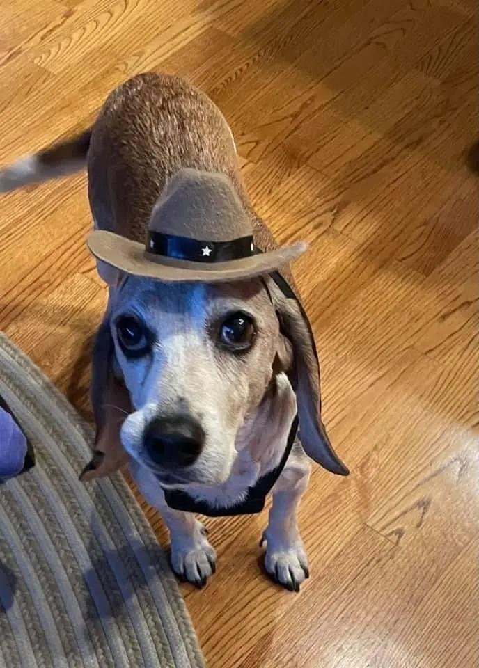 dog with hat