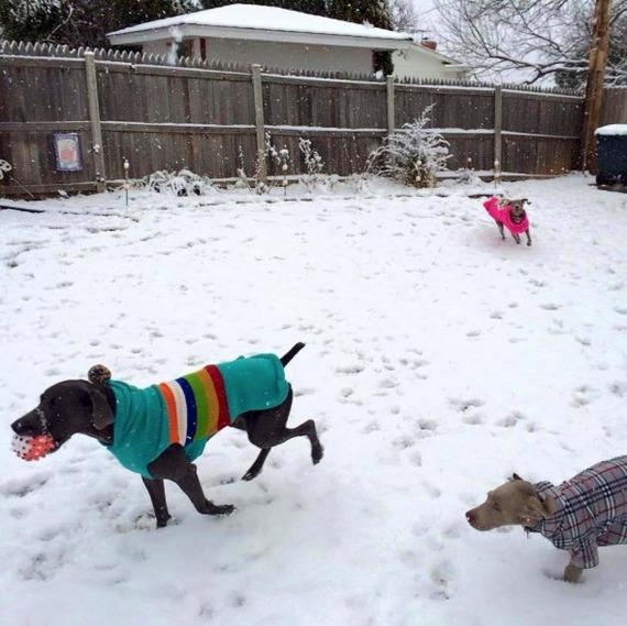 dogs playing in the snow