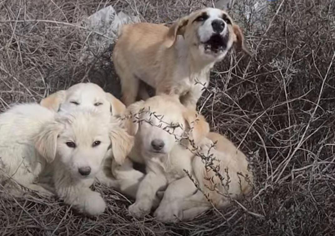 four dogs in wild