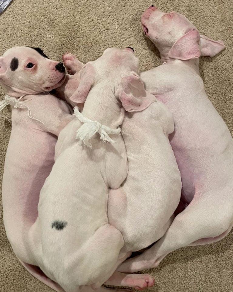 four puppies lying