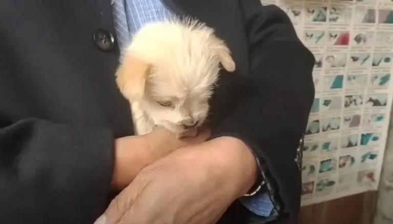 guy holding white puppy