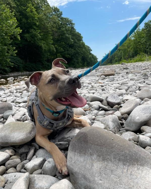 happy koby in nature