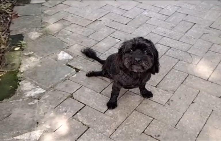 happy pup with new family after all