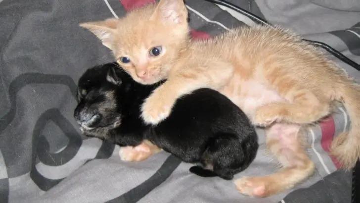 kitten hugging puppy