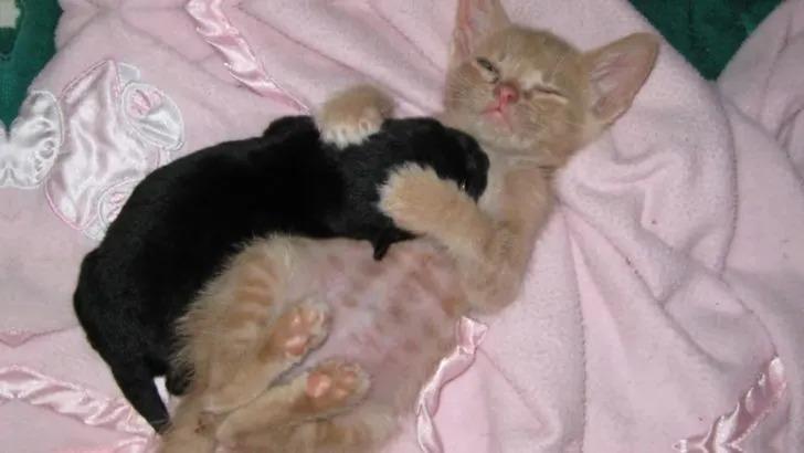 kitten sleeping with puppy