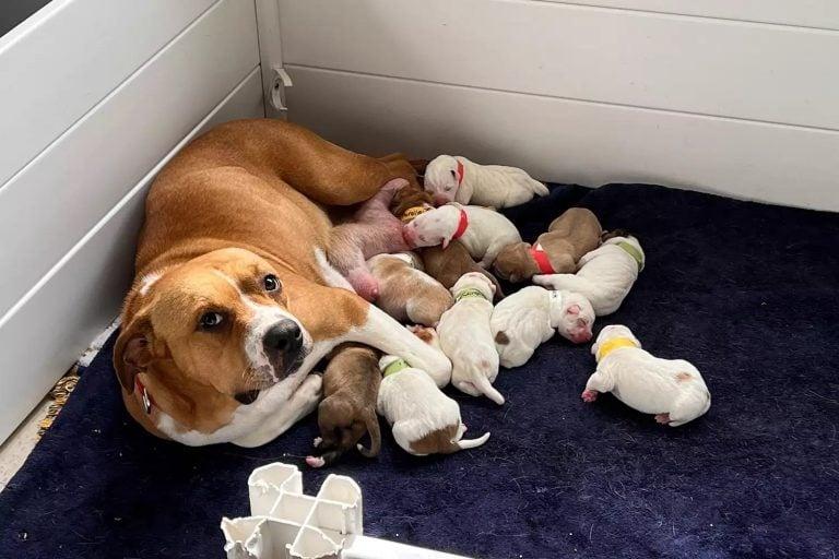 mama dog and puppies