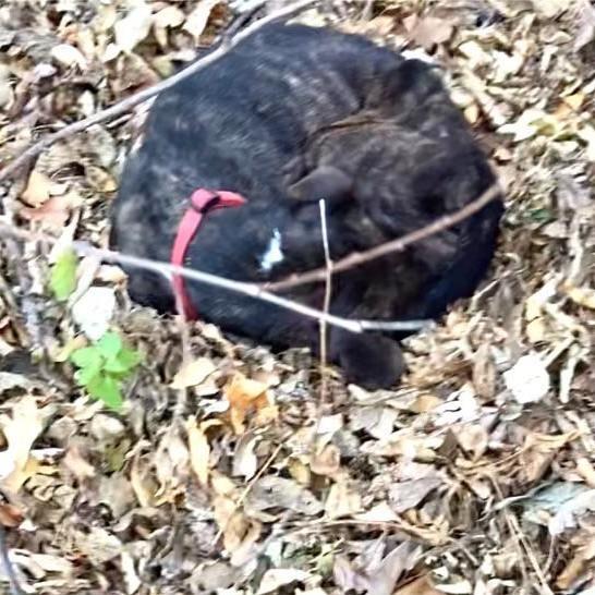 poor brutus curled up in the wild