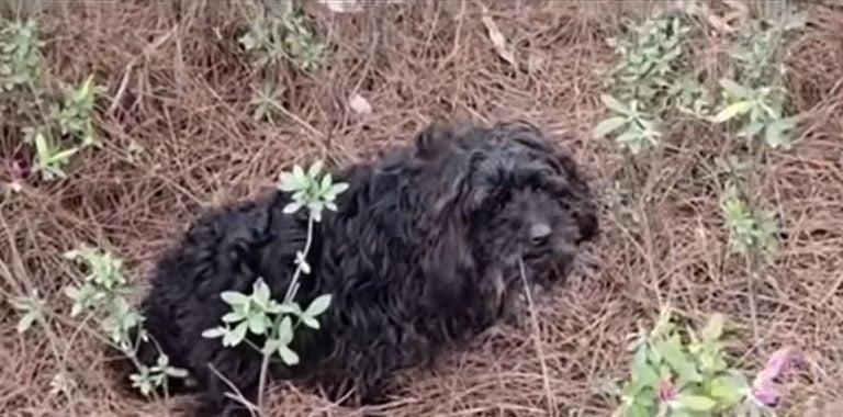 poor dog begging for help in the grass