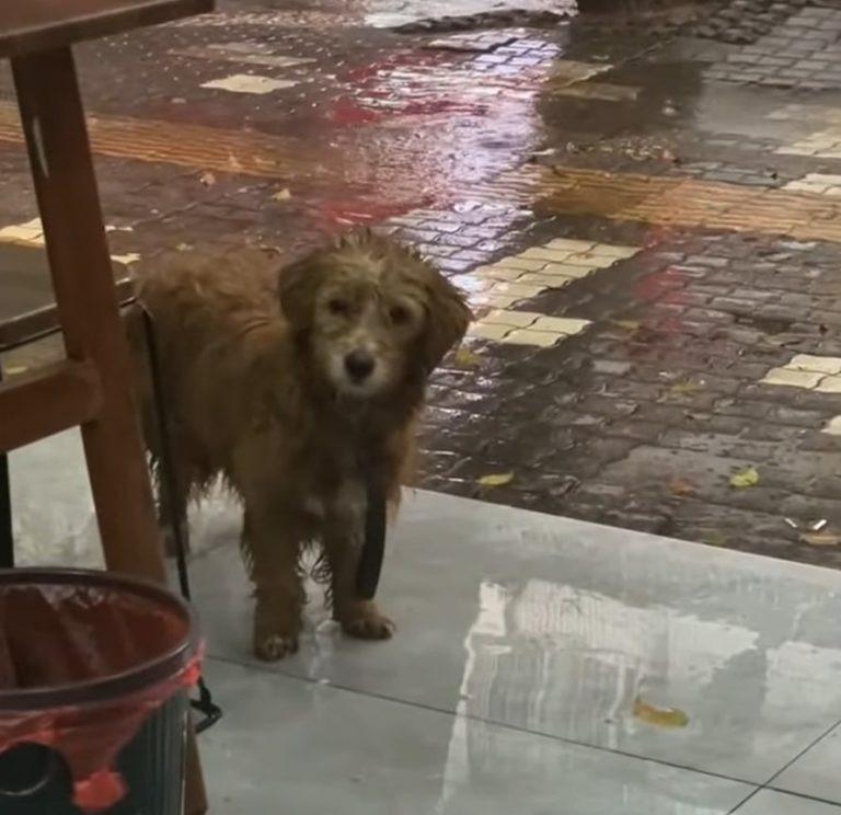 poor starving dog waiting for some food