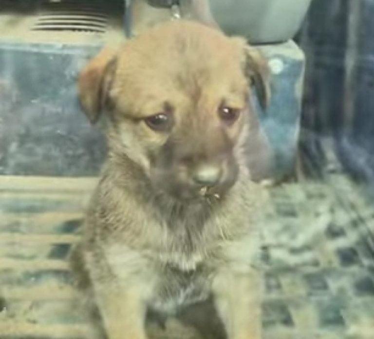 pup covered in dust