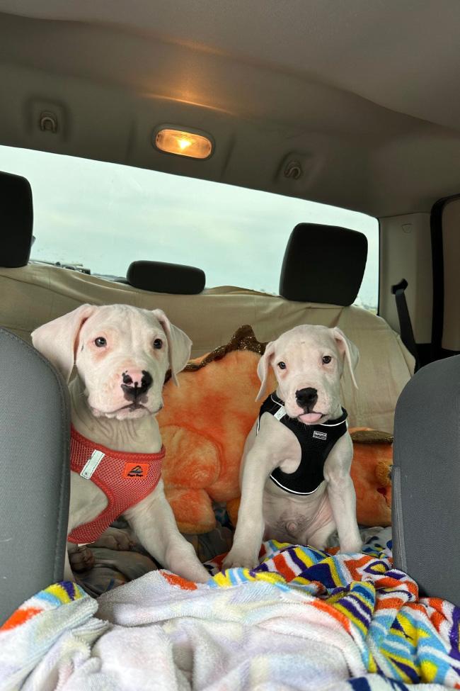 puppies in car