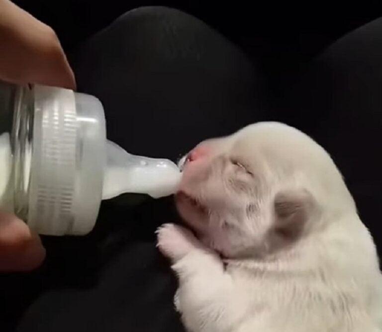 puppy being fed