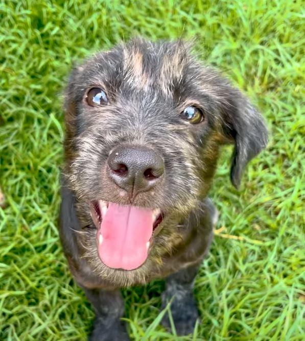 puppy happy on grass