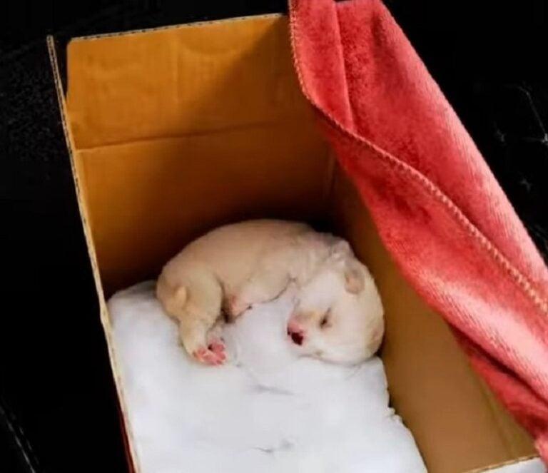 puppy in box