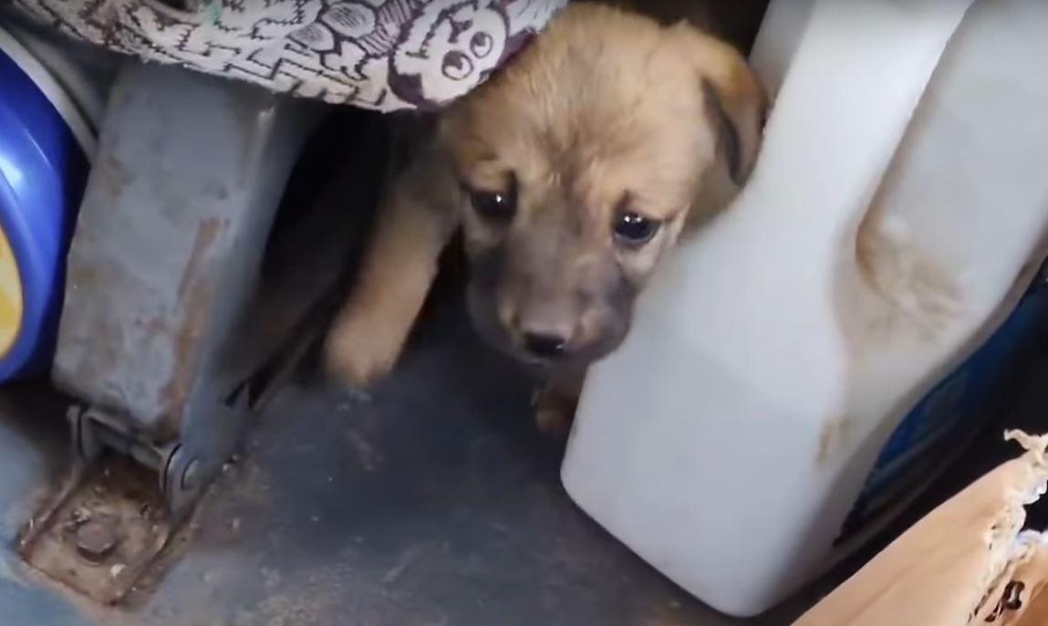 puppy in truck