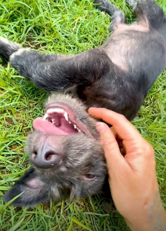 puppy on grass