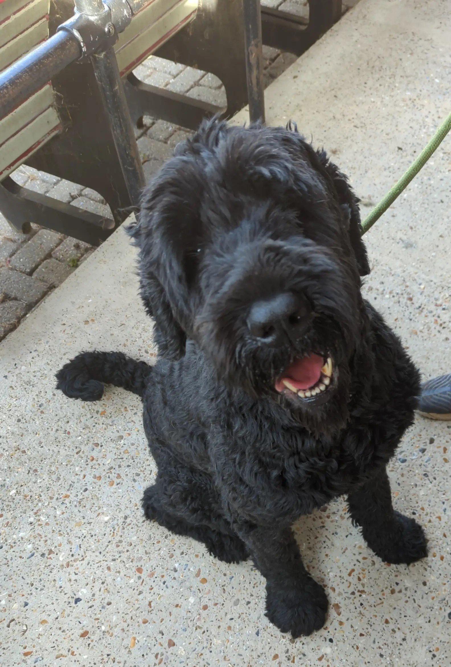 shaved happy dog