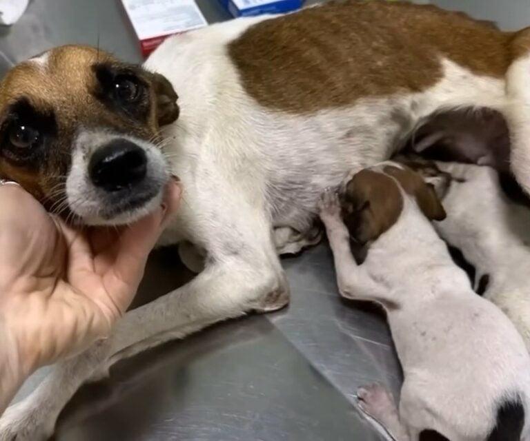 skinny mamma dog feeding pups