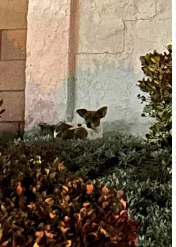 small dog on bush