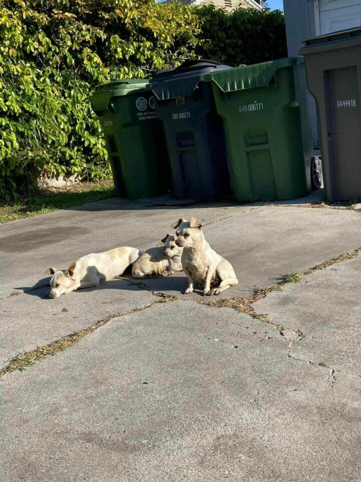 three dogs on sidewalk