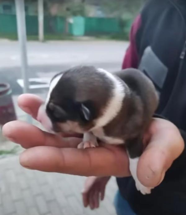 tiny pup in hand after rescue