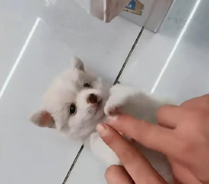 tiny puppy